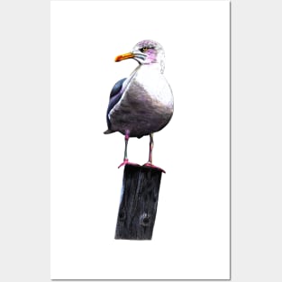 Seagull Posters and Art